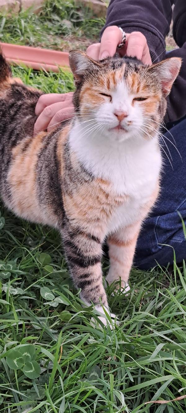 EMY: MICIA TRICOLORE DI 3 ANNI CERCA FAMIGLIA Foto 5